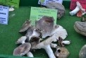 Fotos