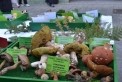 Fotos